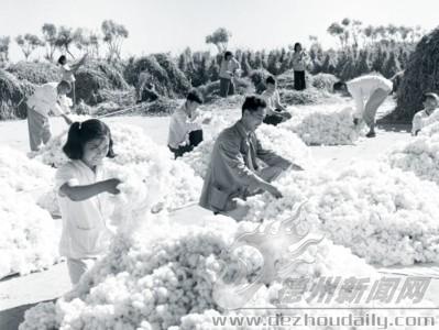 1959年，平原縣董王莊人民公社棉花大豐收。